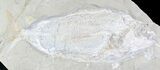 Rare Fossil Fish (Hakelia) From Lebanon - Cyber Monday Deal! #23998-1